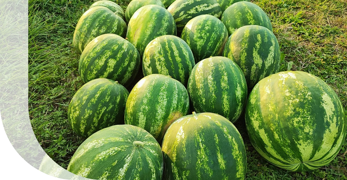 Spustili jsme rezervace sklizně 2025