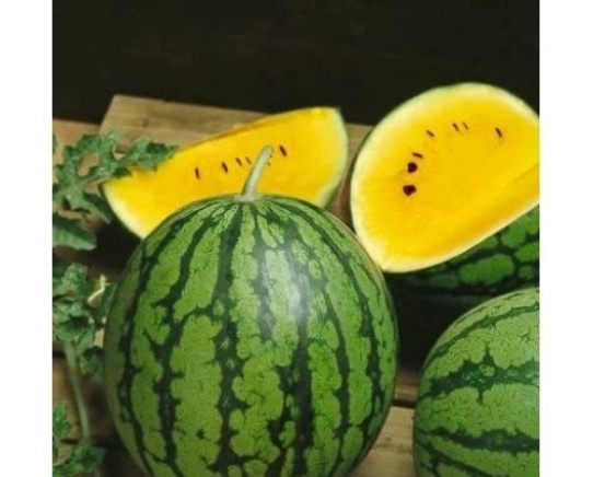 Wonder Berry (Chudo Yagoda)