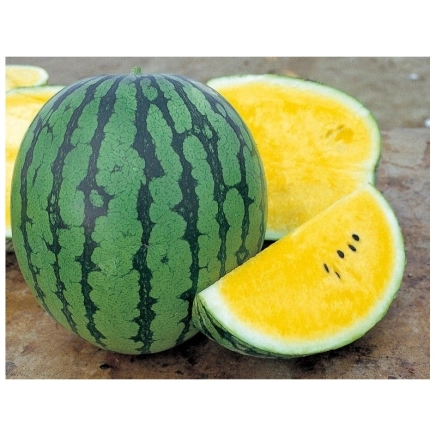 Meloun Peace F1 - 10 semen