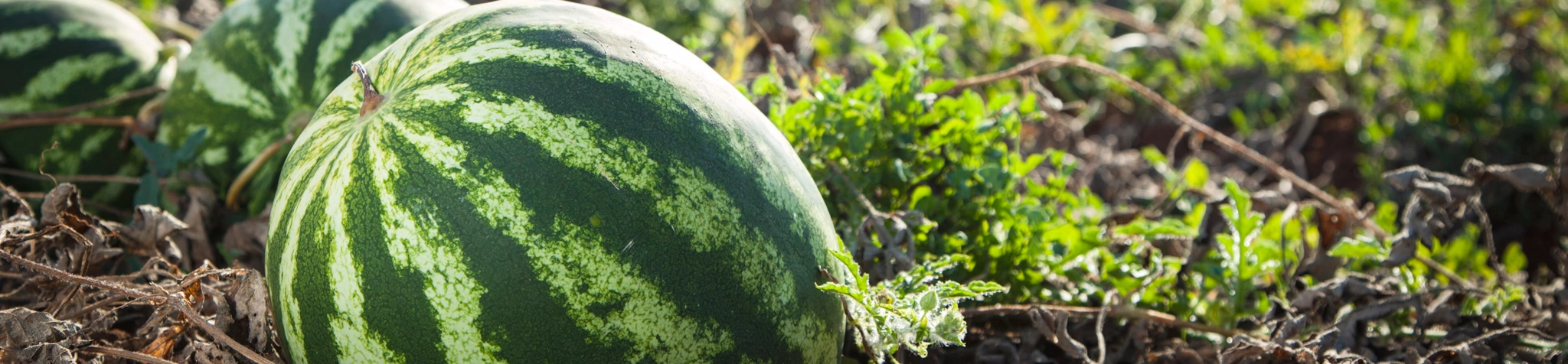 Rezervujte si meloun ze sklizně 2026 🍉