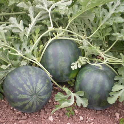 Meloun Tahiti F1 - 20 semen