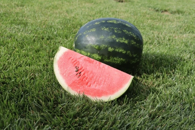 Meloun Mirto F1 - 20 semen
